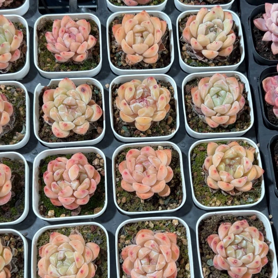 钻石珍妮 凑满30发货