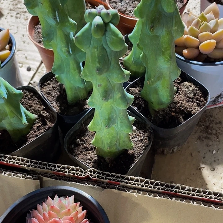 你最疼12.8带盆土发