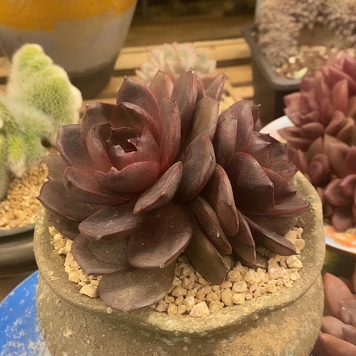 多肉植物肉肉植物