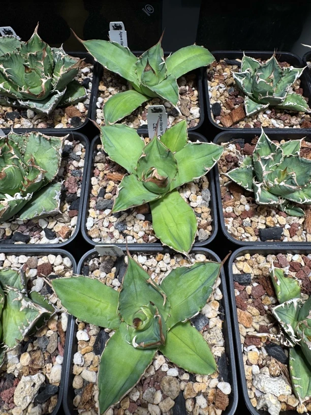 台输：白犀牛大苗