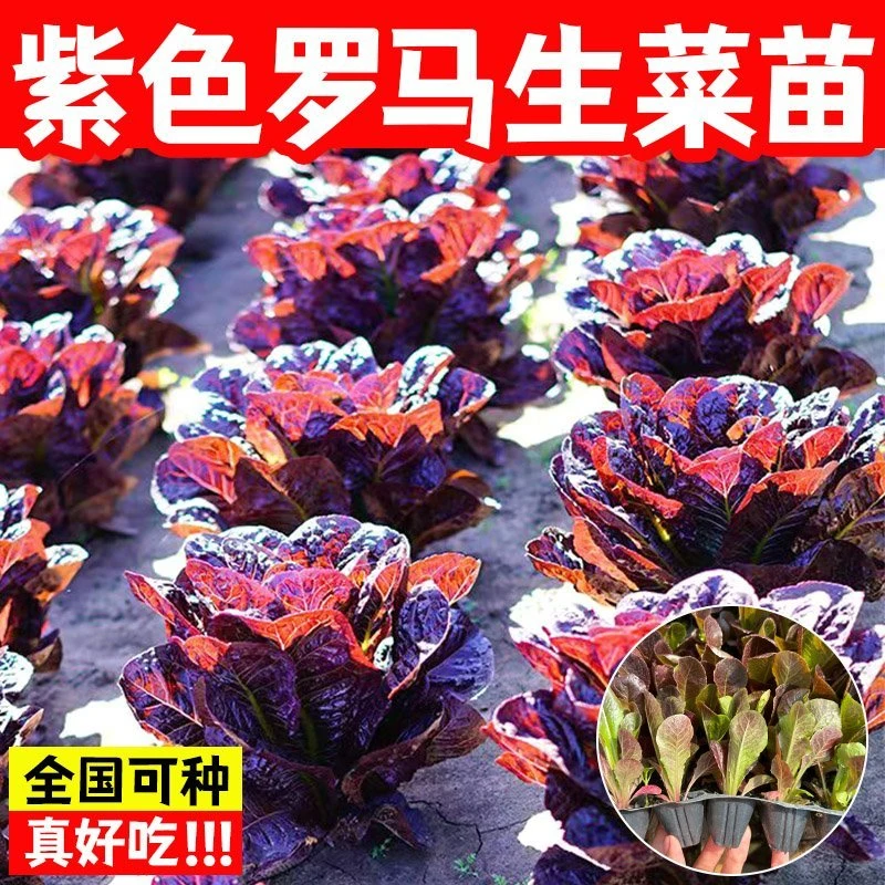 紫罗马生菜苗紫孔雀菜种子高钙四季营养蔬菜种子大全紫叶紫红紫色