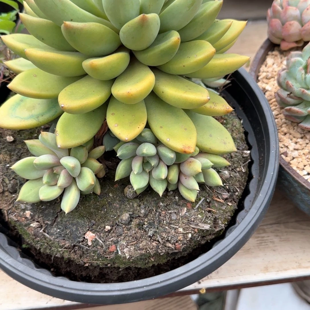 多肉植物象牙多肉