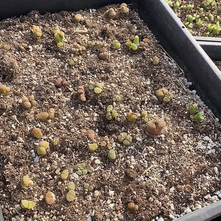 19548一筐风铃有伤