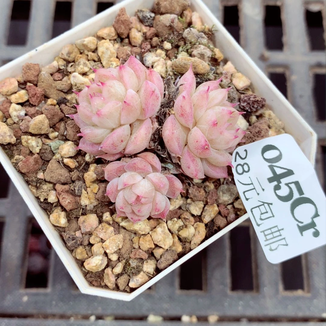 5厘米盆精控多肉045