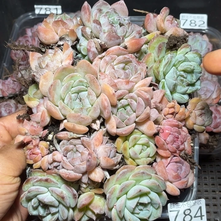 切糕糖心珍妮混-784