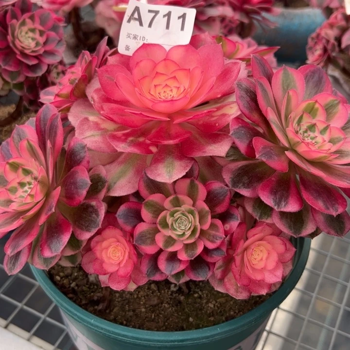 711倾城小精品20厘米左右多肉