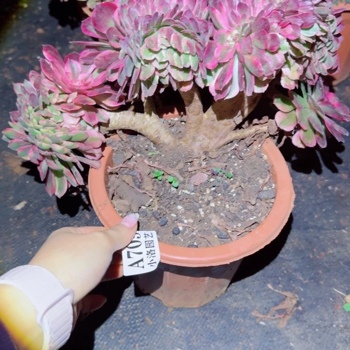 709荔枝缀化多肉植物满28包邮