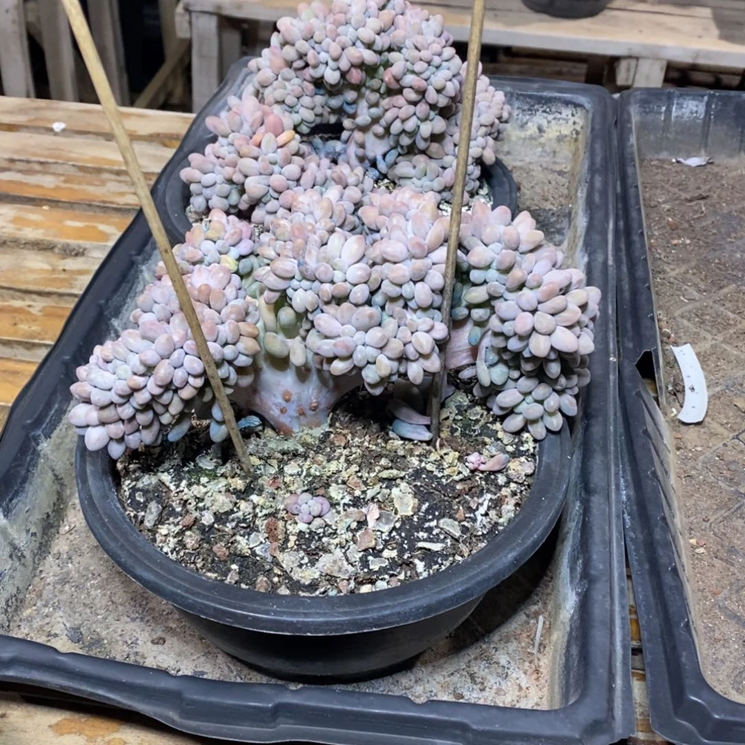 啊军喵多肉汤圆缀