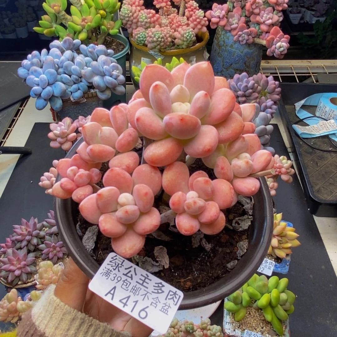 416樱花洛神多肉8c m