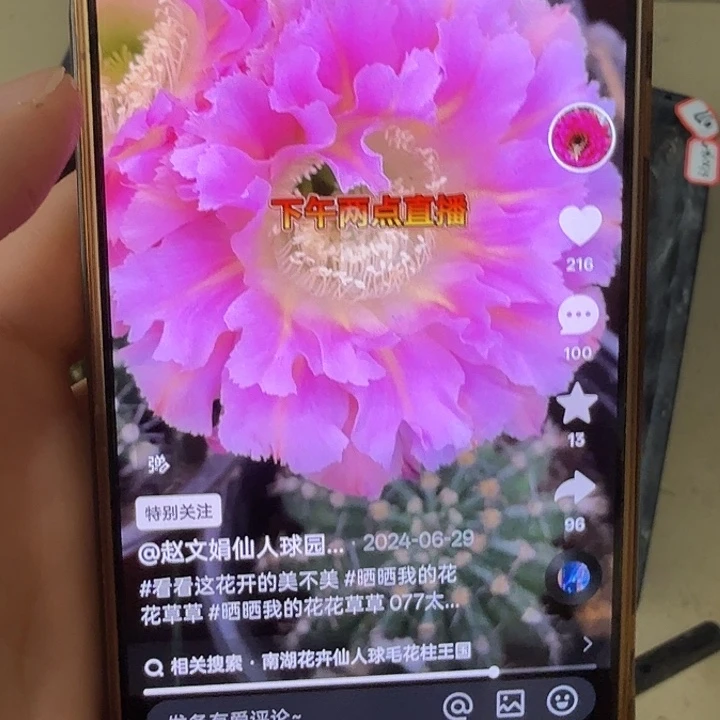 仙人球彩草侧芽歪077