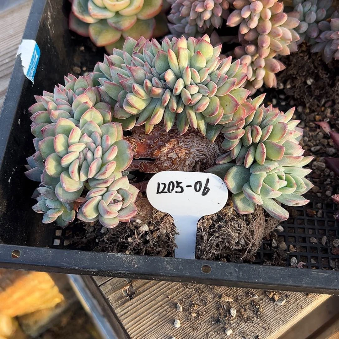 挽***๑1205-06泡芙缀化树