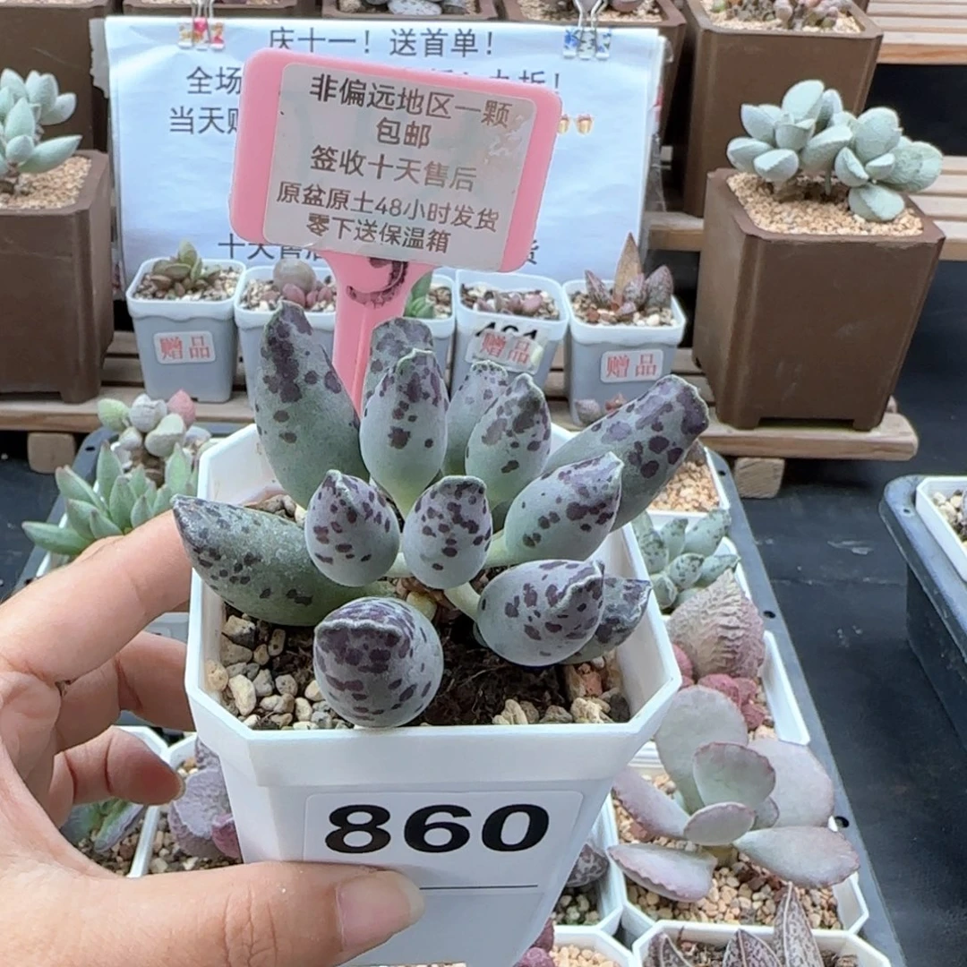 860白肌海报多肉植物