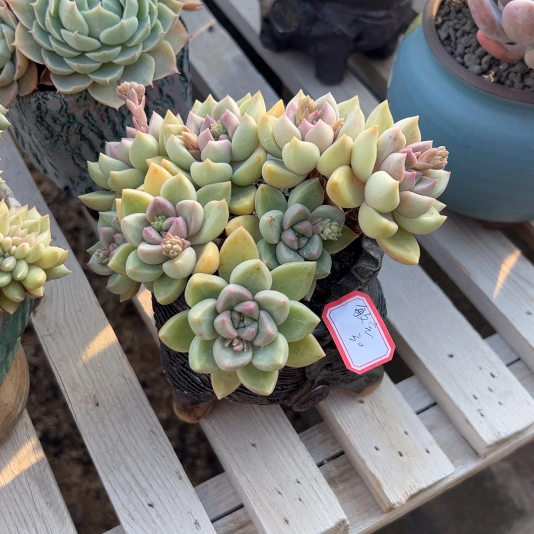 多肉植物多肉植物