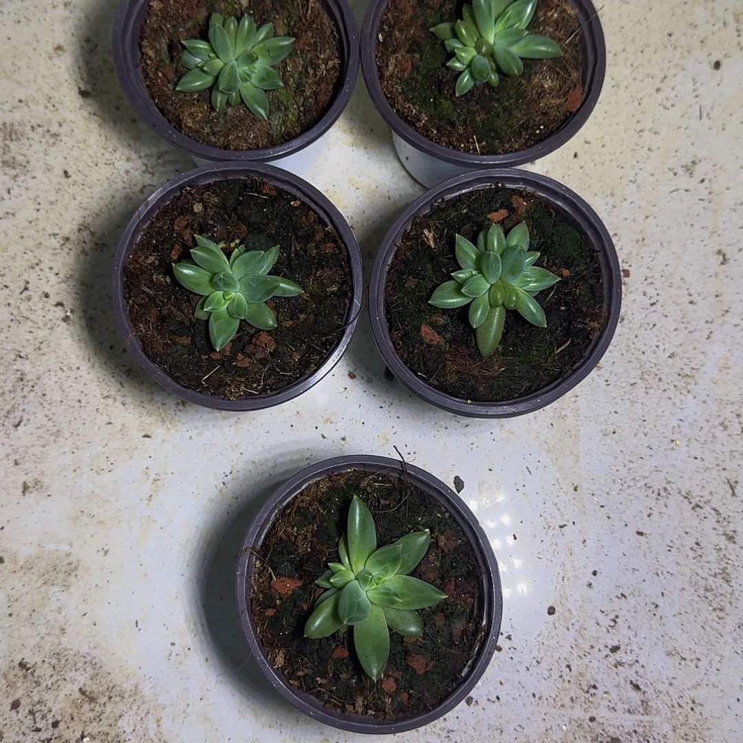 进***TTN 叶插 一物一拍