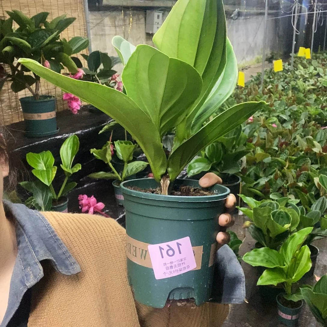 木本植物木本花卉161