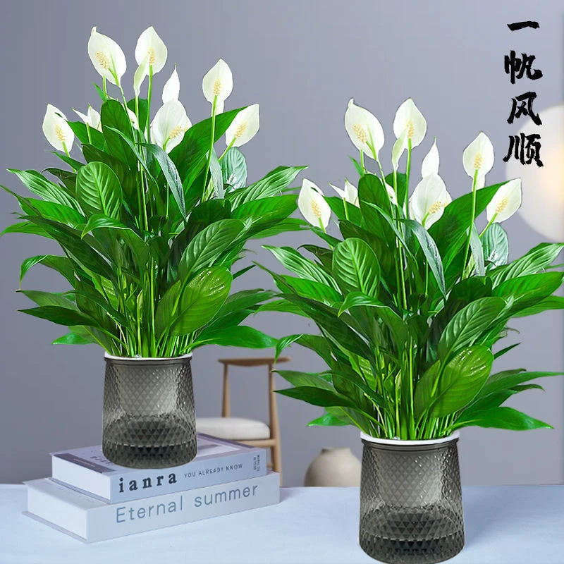 白掌盆栽一帆风顺绿萝箩花卉植物室内花水培白掌绿植花卉绿植盆栽