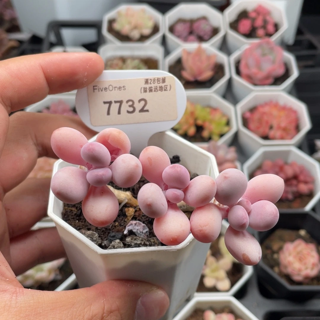 亚美桃蛋7732-8厘米