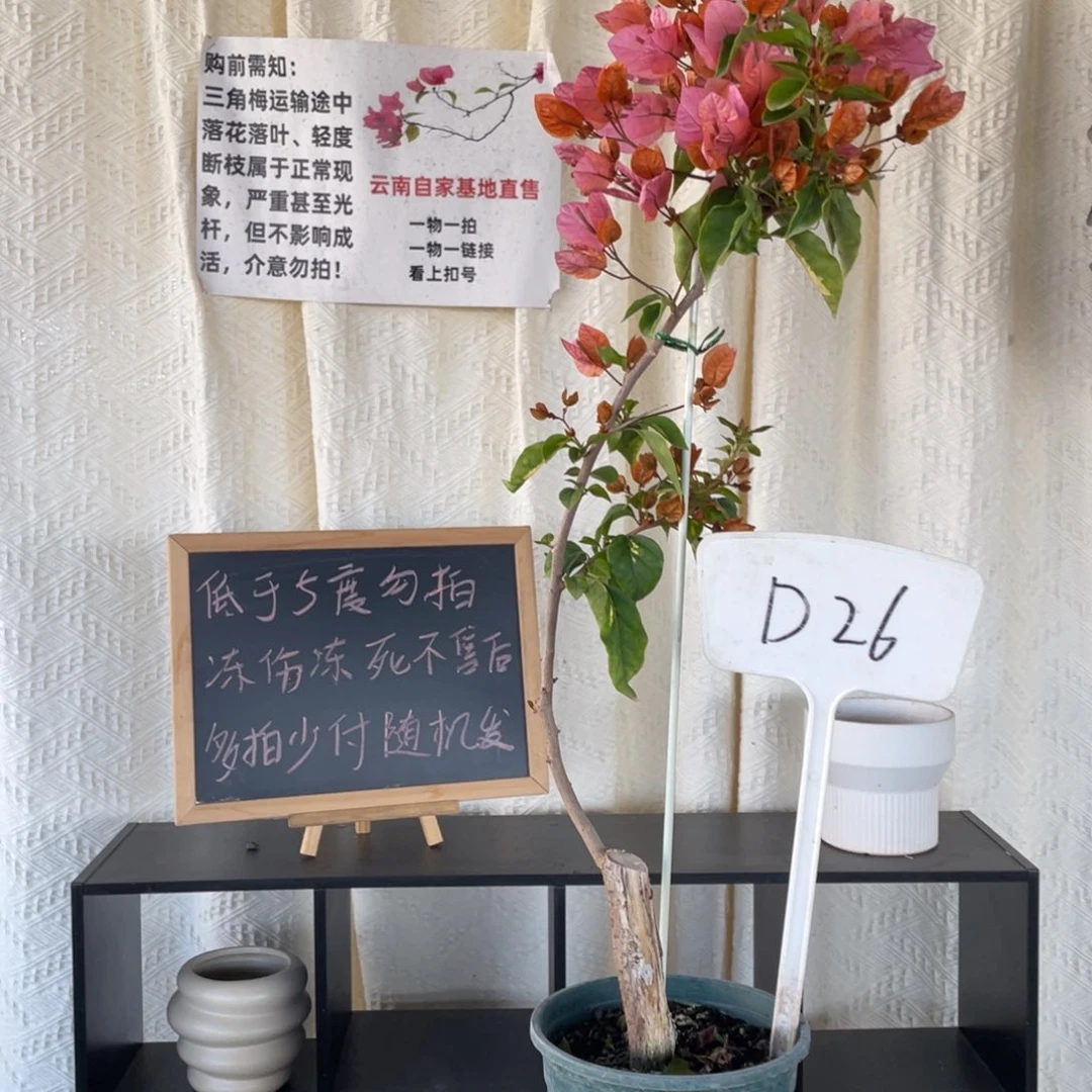 大量花朵（建议范围：8朵-15朵 或40%以上）橙粉公主D26