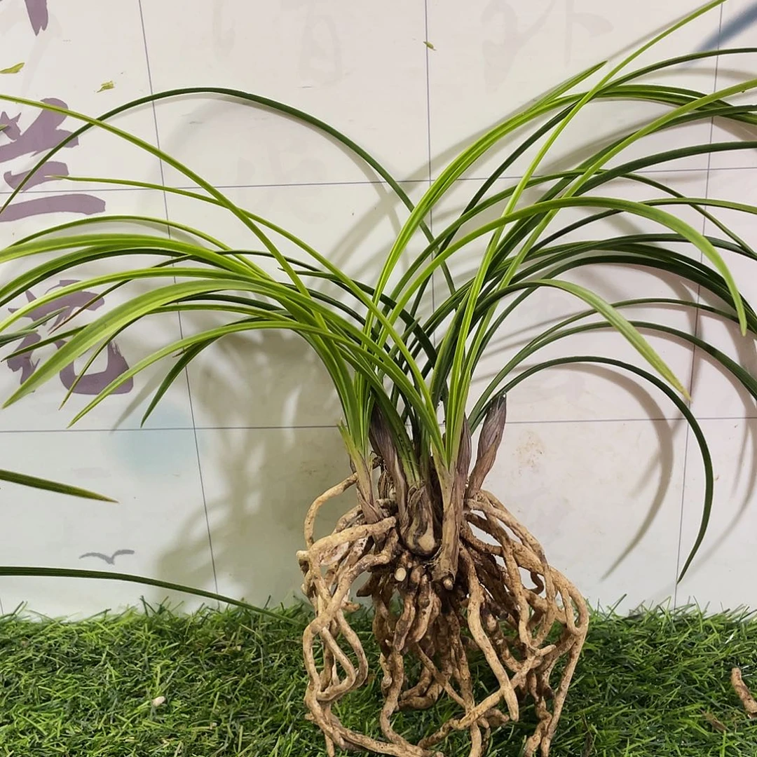 8***静完全开放兰花兰花