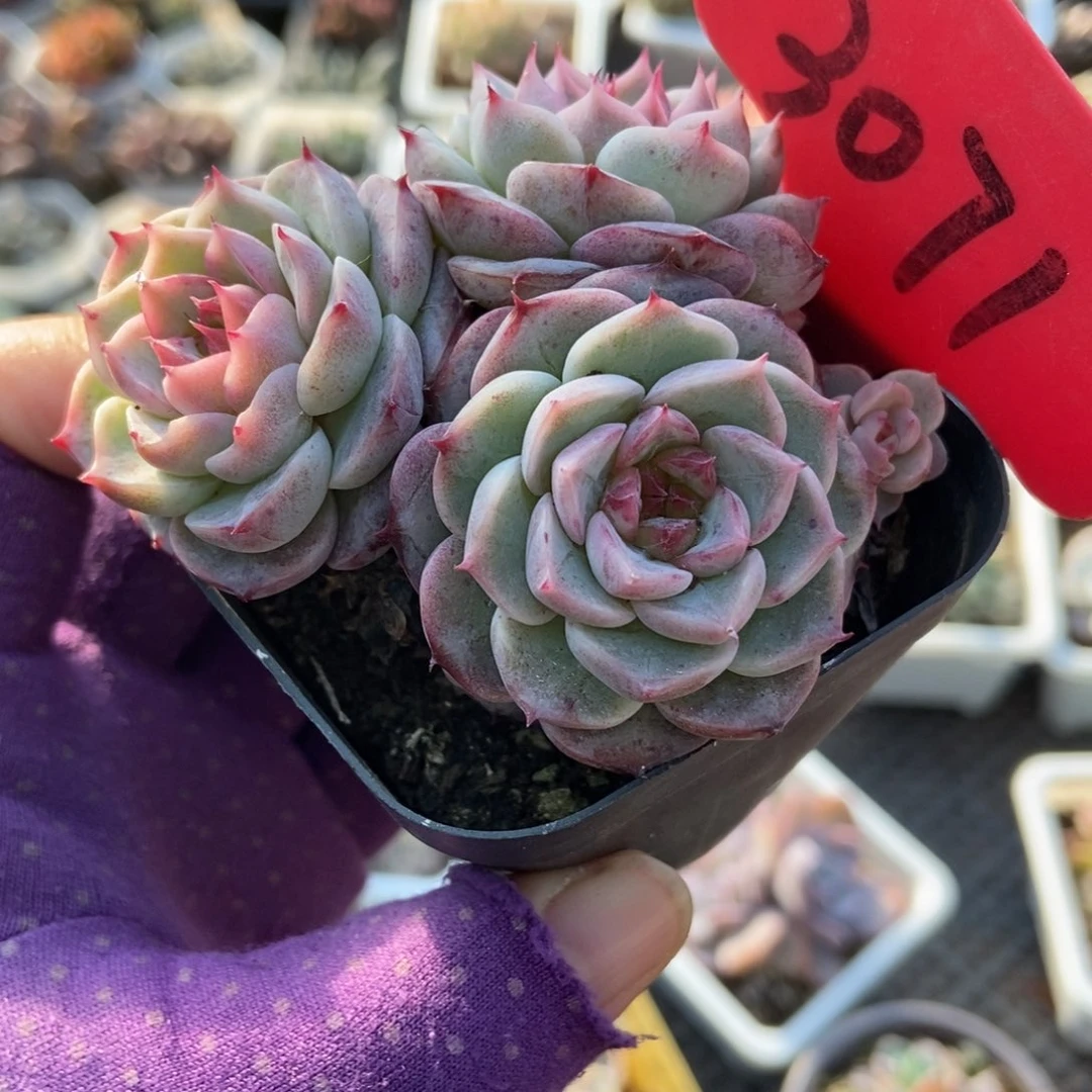 3071天鹅绒多肉植物