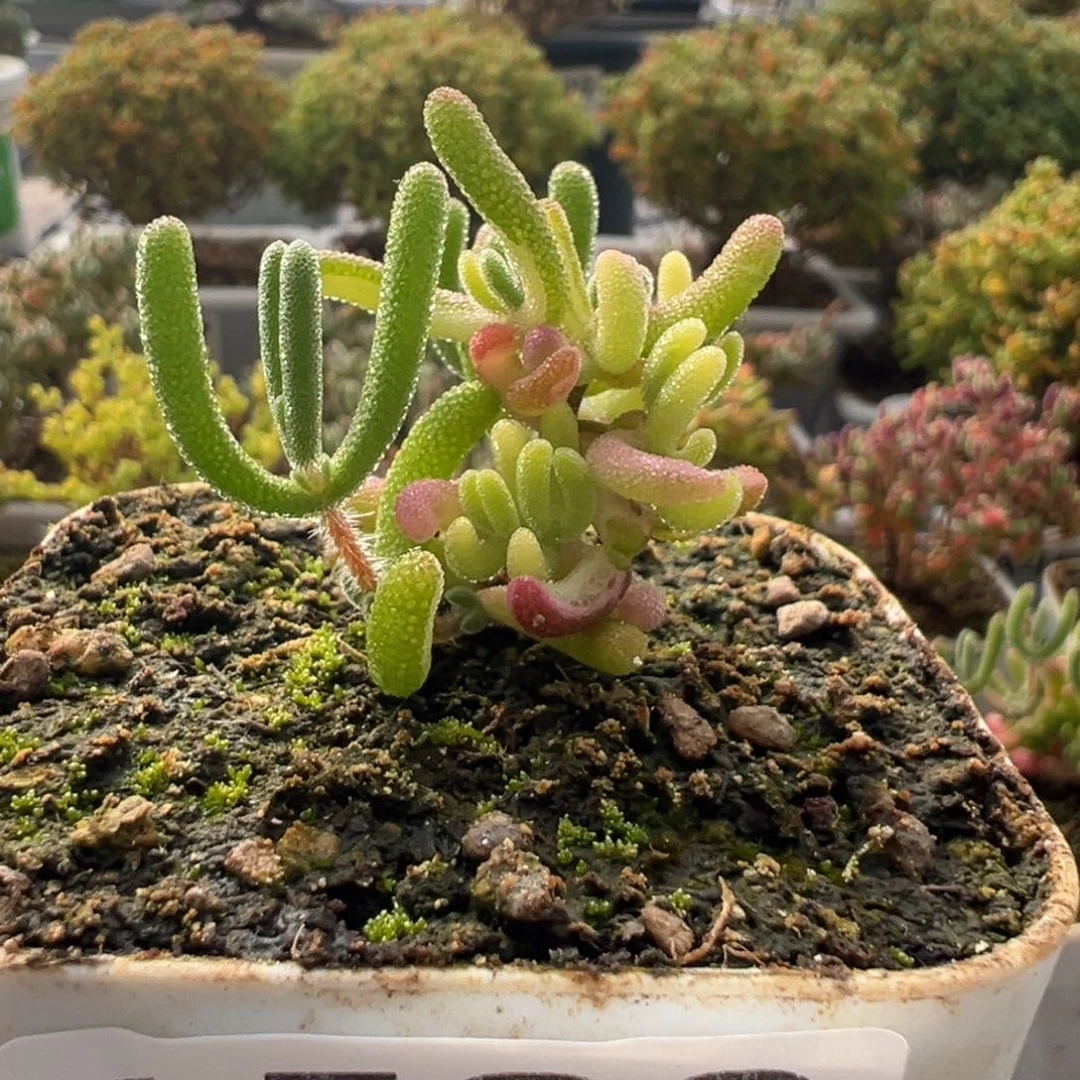 A580琉璃花花拉丝锦