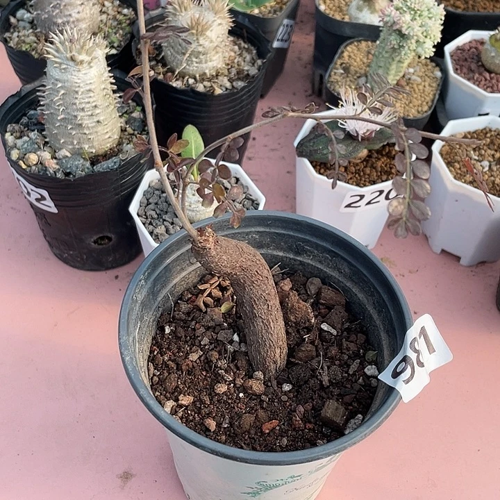 981列加漆树块根植物