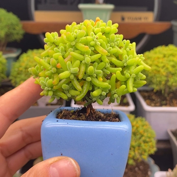 无花朵53蜜橘糖球。