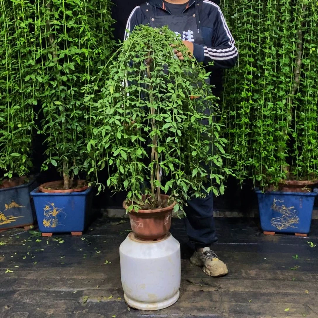探春花，一物一拍，
