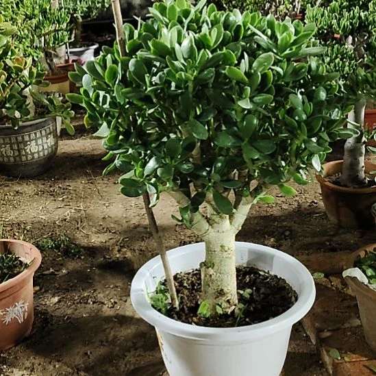 心***9完全开放青叶玉树棒棒糖老桩玉树