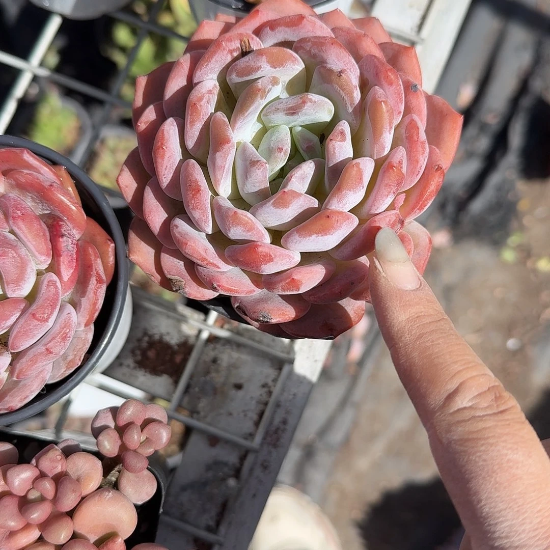 思***念成梦露单头多肉植物