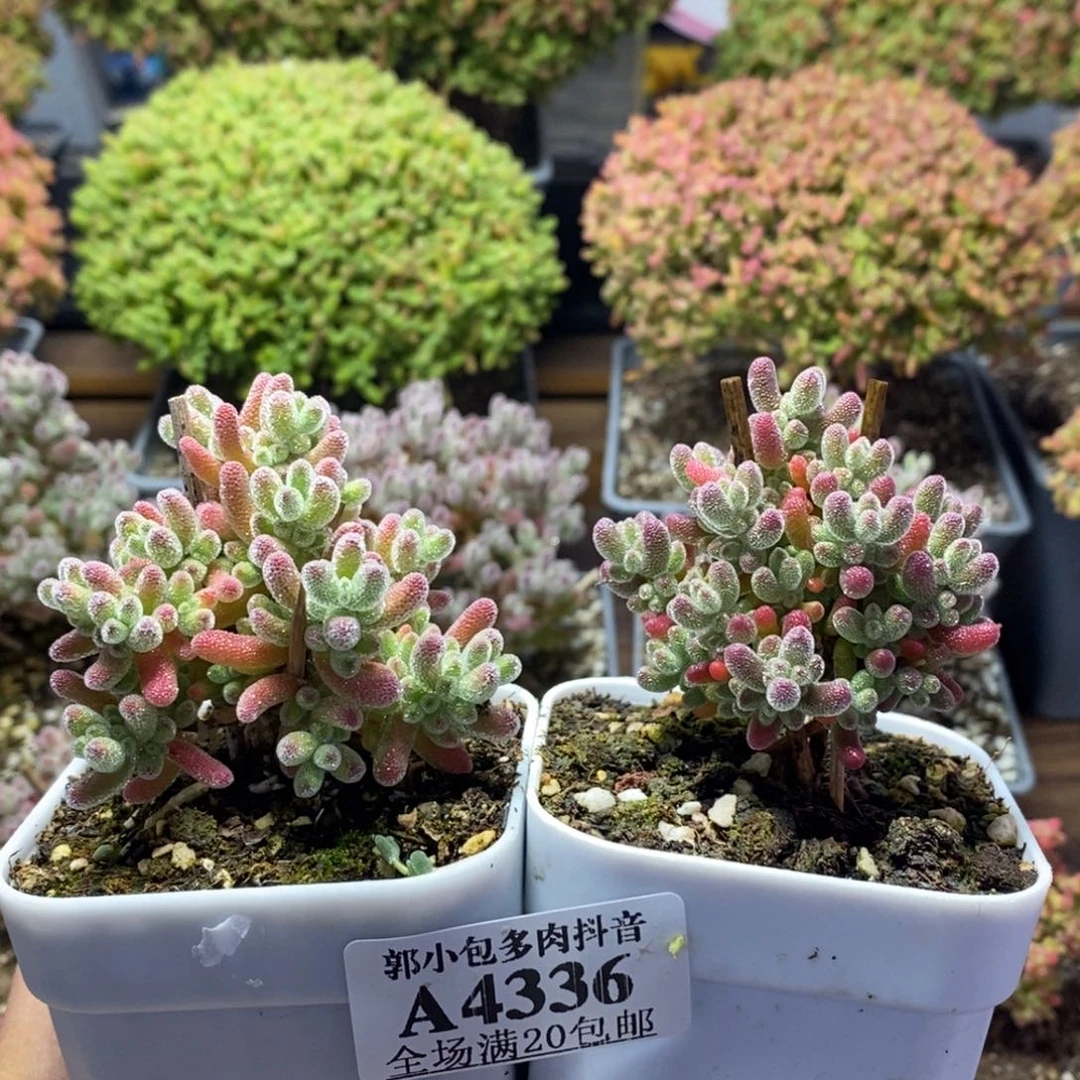 苏***闲实生冰晶组合4336