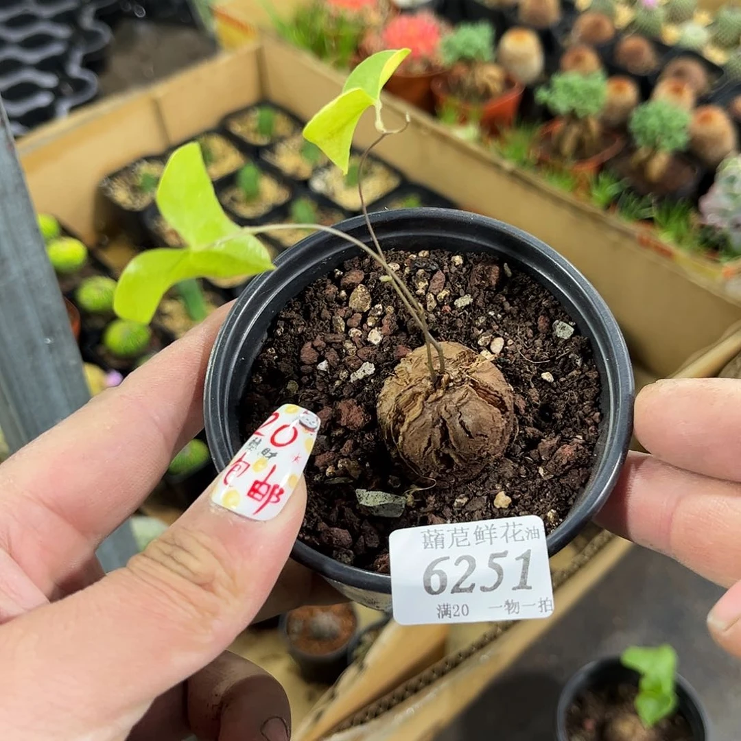 6251一物一拍单头发货