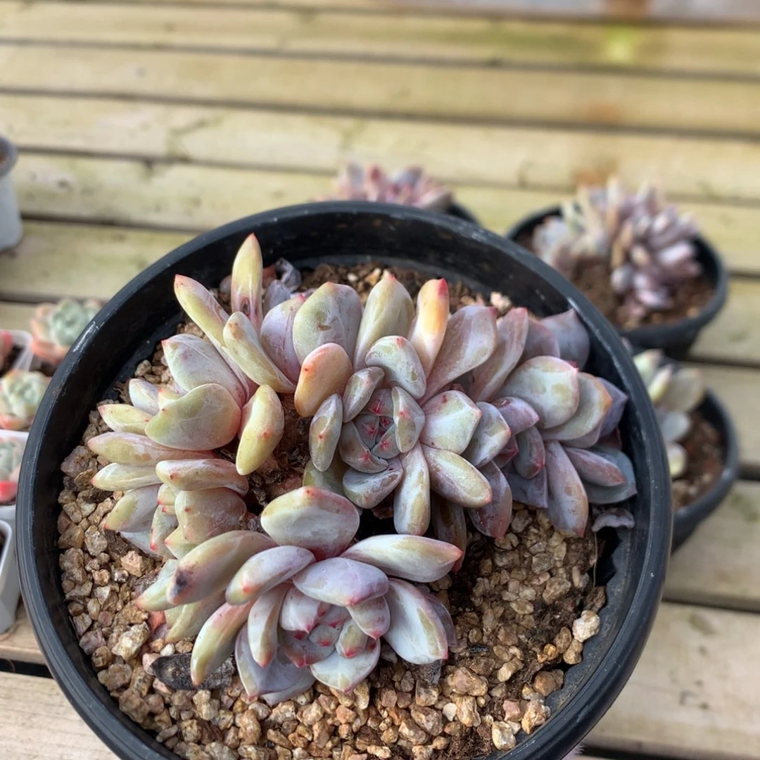 12.5厘米八头 胸花石榴籽小树朵朵  36