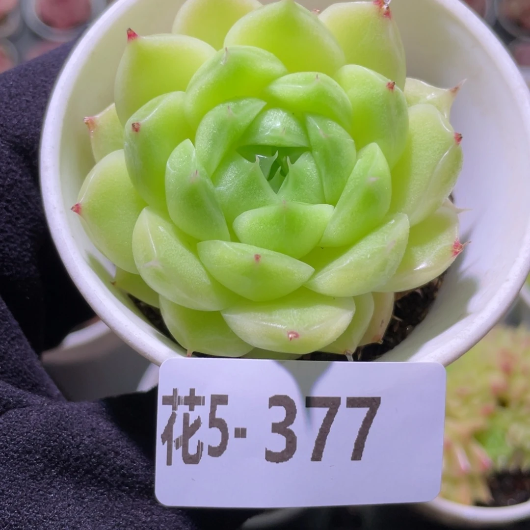 花利美5-377麦秆单头