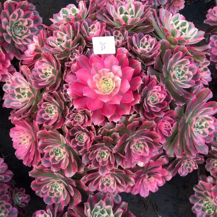 卢*毛95号 男神 多肉植物