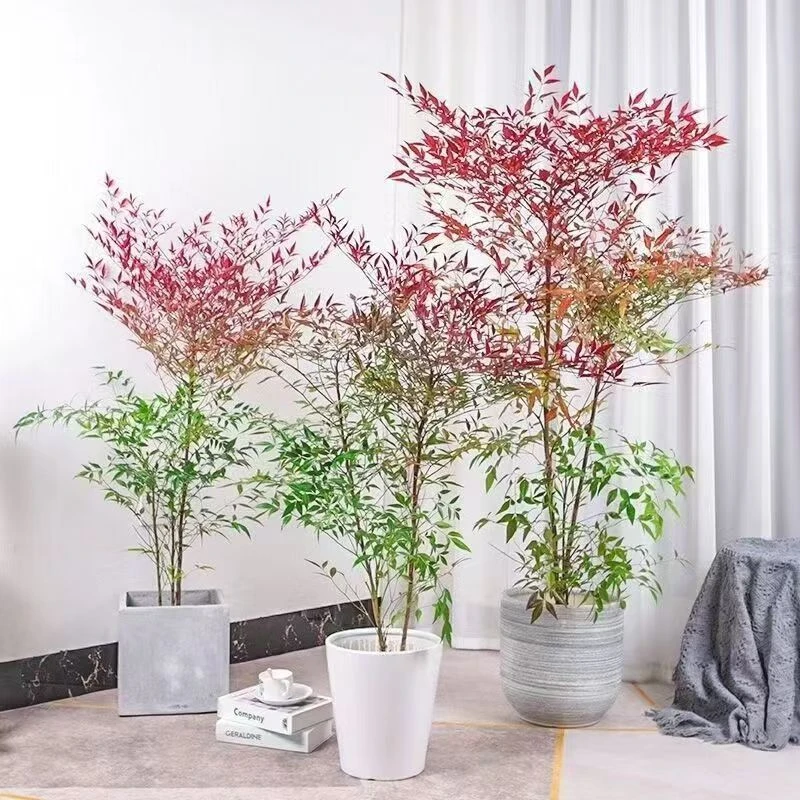南天竹水培好养植物室内花卉鲜切枝盆栽真绿植水养马醉木吊钟平替