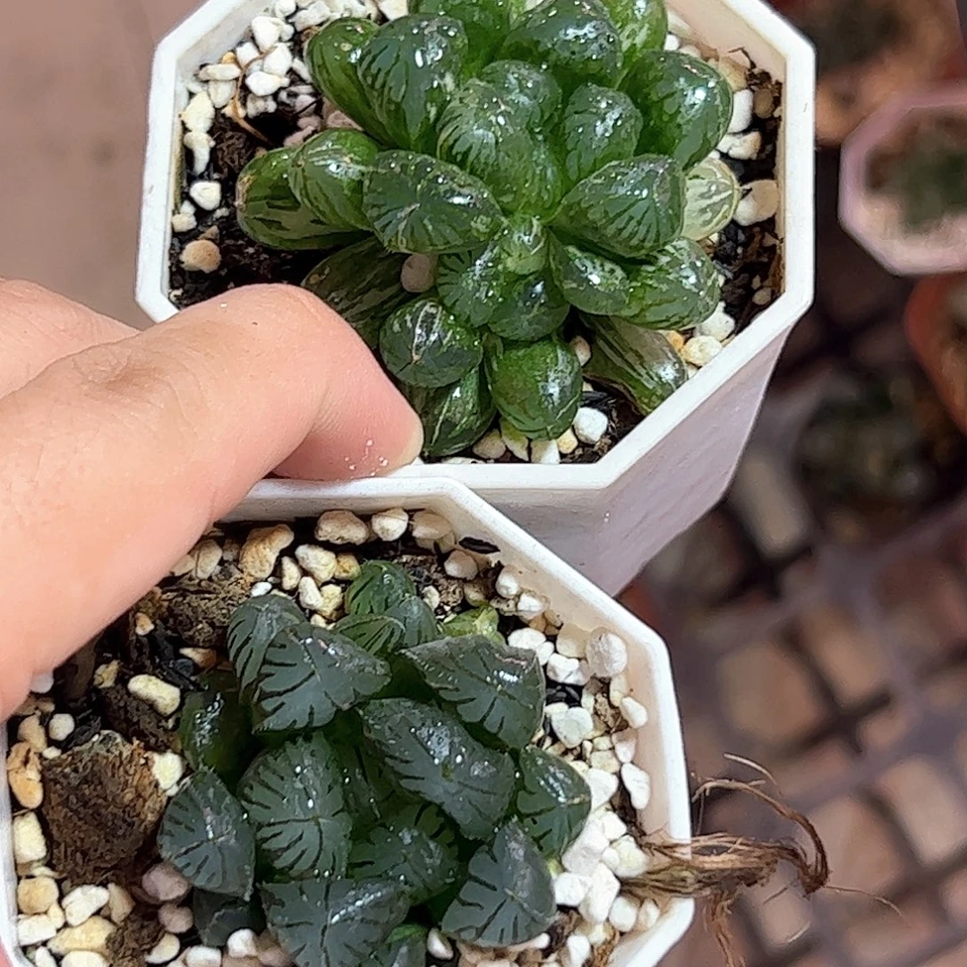玉露锦组合十二卷多肉植物