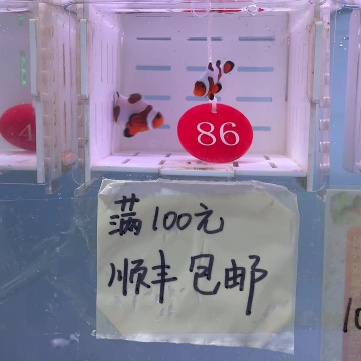 海水鱼精品达芬奇一对3+配4+
