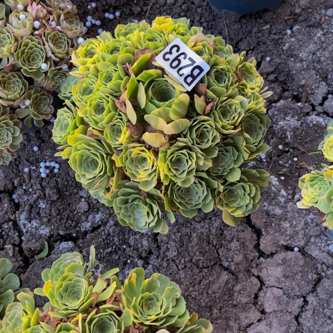 五色琉璃26/—3包邮
