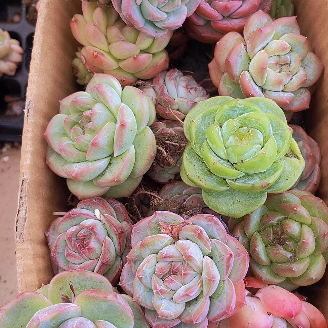 000000000002量拍保底20颗