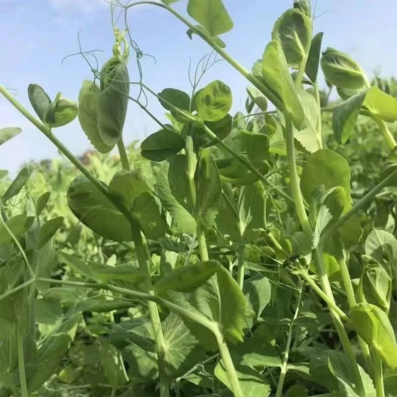 苏北新鲜豌豆苗农家自种