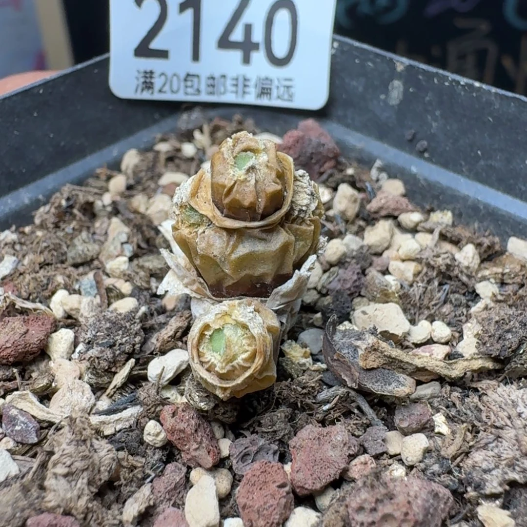 碧光环带盆土。