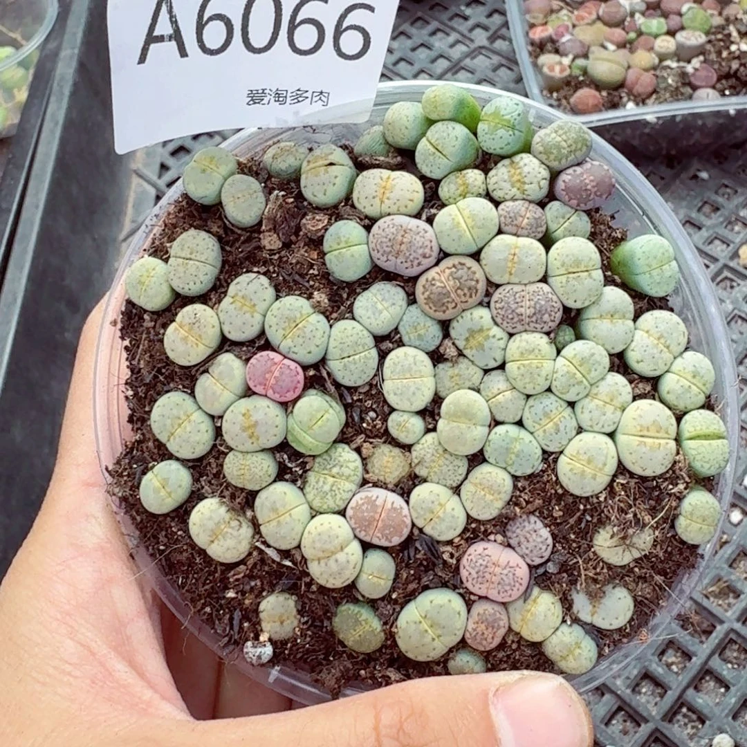 6066—生石花 生石花