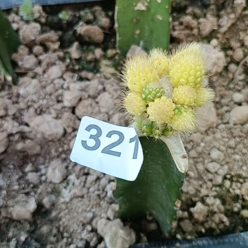 油***头彩五注锦一棵棵321