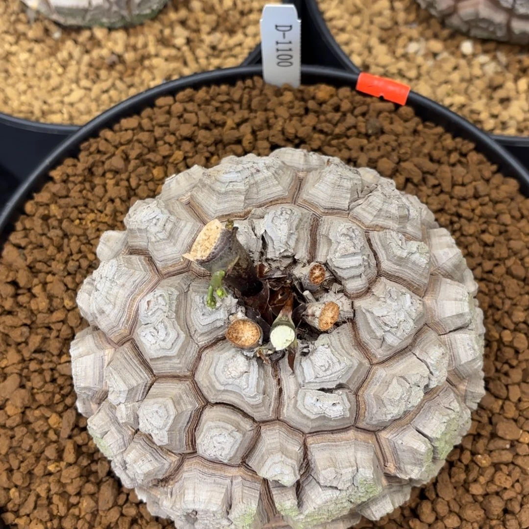 1100精品龟甲龙不退不换