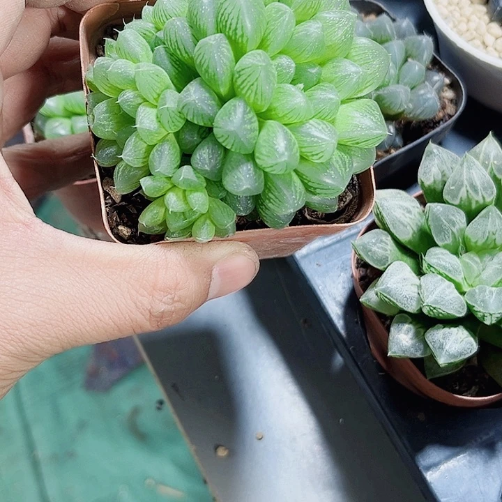 雪花玉露新手好养