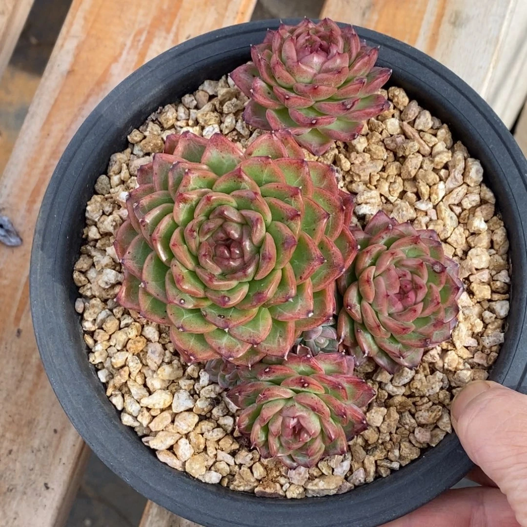 精品多肉一物一拍不包整170