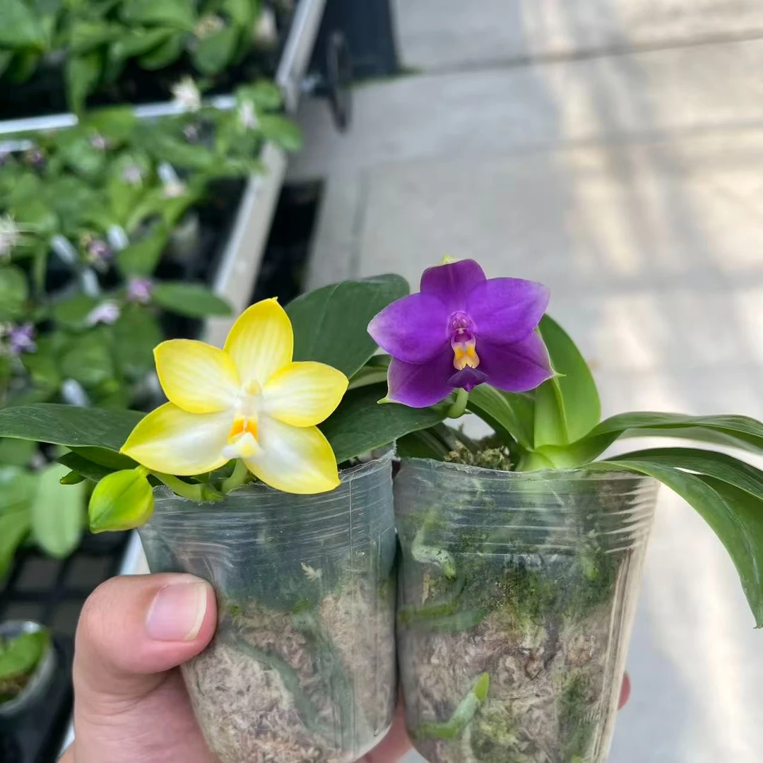 【青出于蓝】2.5寸 莎美娜交狗+柠檬汽水-开花株【叶瑕少根】趣味兰