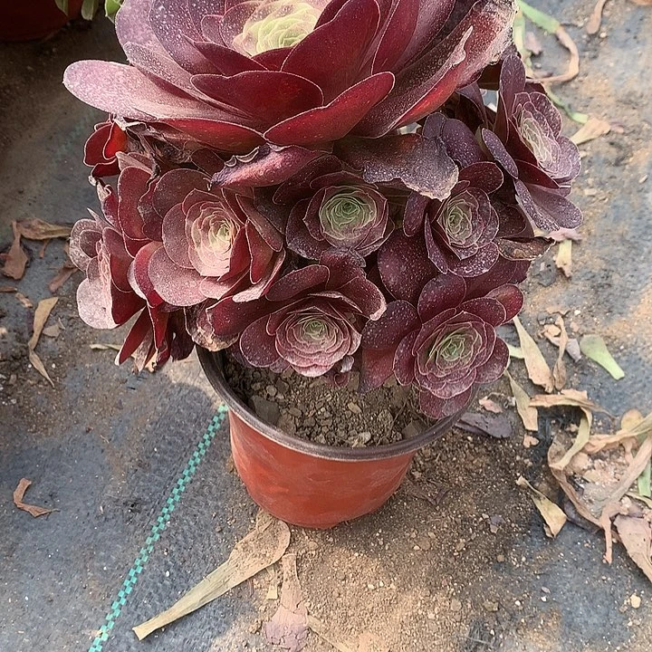 135魅金多肉植物