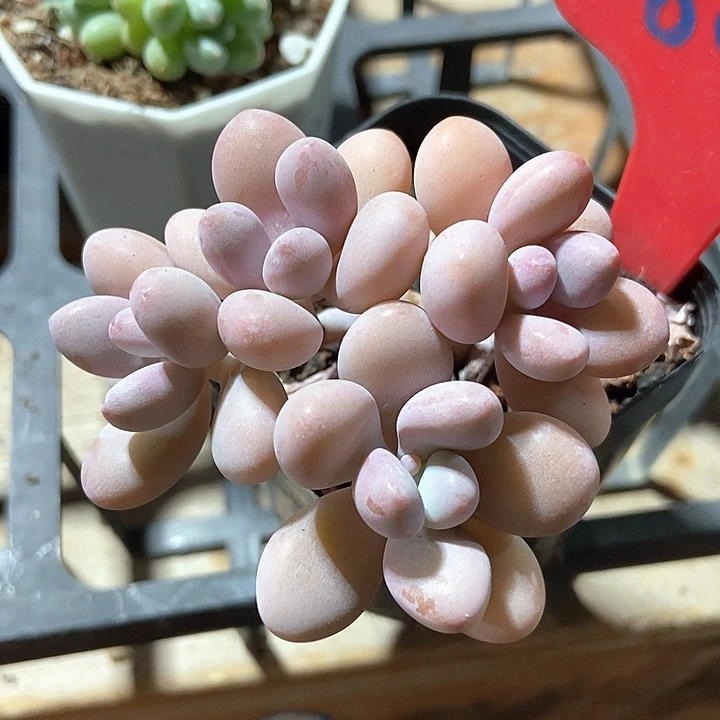 多肉植物桃蛋809